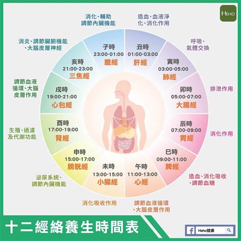 十二時辰養生對照表|一張圖看十二經絡養生時間表，依循作息養生事半功。